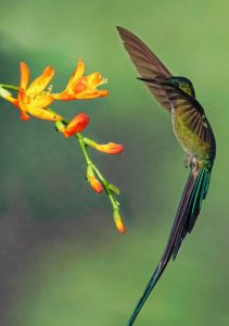 Parable of the Hummingbird and the Trumpet Creeper